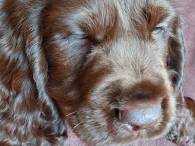 SOLD / PENDING COLLECTION ****Adorable Cocker spaniels for sale Limerick