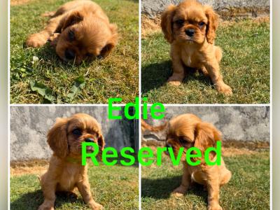 IKC Registered Cavalier King Charles Spaniel puppies