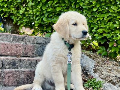 Gorgeous Golden Boy (On Hold)