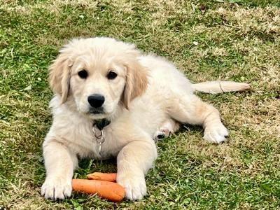 Gorgeous Golden Boy (On Hold)