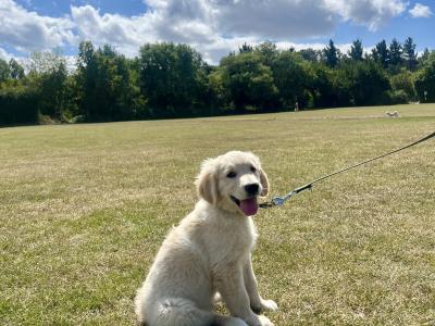 Gorgeous Golden Boy (On Hold)