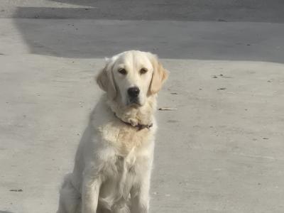 Golden Retriever For Sale