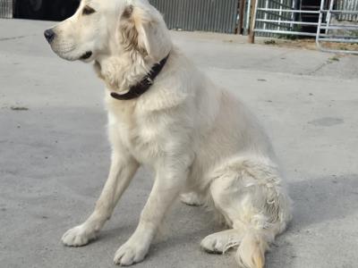 Golden Retriever For Sale