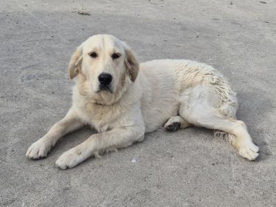 Golden Retriever For Sale
