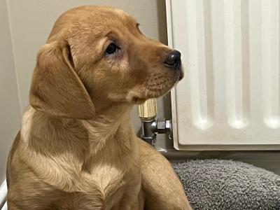 Labradors in Tyrone
