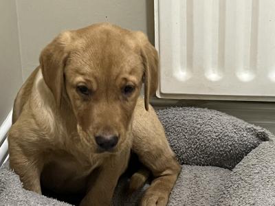 Labradors in Tyrone