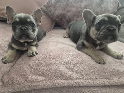 Show quality Frenchie Isabella Carriers