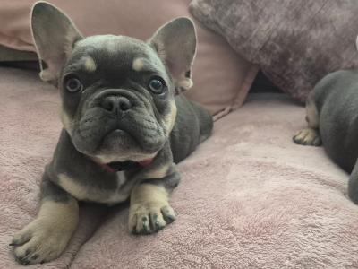 Show quality Frenchie Isabella Carriers