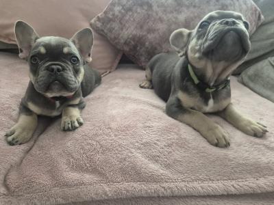 Show quality Frenchie Isabella Carriers