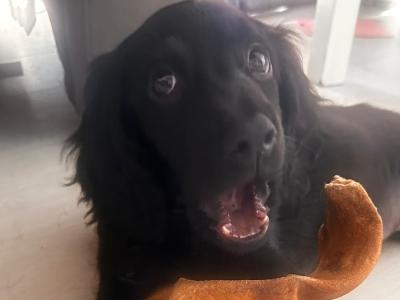 Black Cocker Spaniel - male