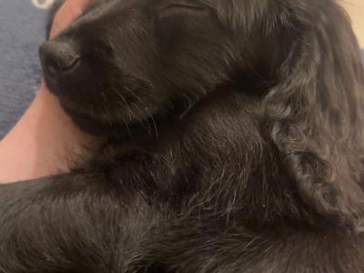 Black Cocker Spaniel - male