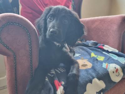 Black Cocker Spaniel - male