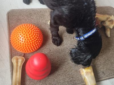 Black Cocker Spaniel - male