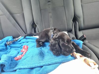Black Cocker Spaniel - male