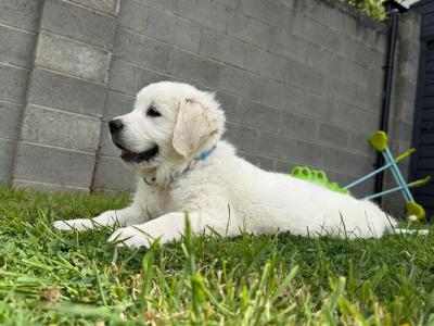 🌟 Beautiful Golden Retriever Boy – House Trained & Ready Now