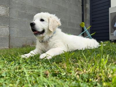 🌟 Beautiful Golden Retriever Boy – House Trained & Ready Now
