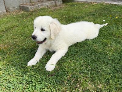 🌟 Beautiful Golden Retriever Boy – House Trained & Ready Now