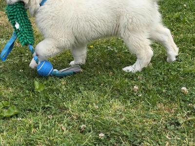 🌟 Beautiful Golden Retriever Boy – House Trained & Ready Now