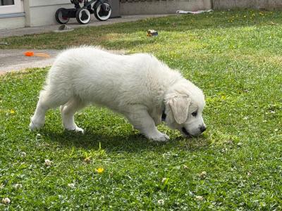 🌟 Beautiful Golden Retriever Boy – House Trained & Ready Now