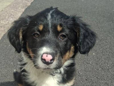 Very friendly Collie/Springer puppies reared in family setting
