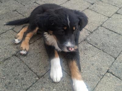 Very friendly Collie/Springer puppies reared in family setting