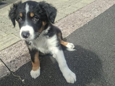 Very friendly Collie/Springer puppies reared in family setting