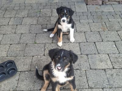 Very friendly Collie/Springer puppies reared in family setting