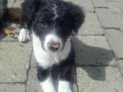 Very friendly Collie/Springer puppies reared in family setting