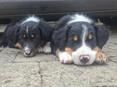 Very friendly Collie/Springer puppies reared in family setting