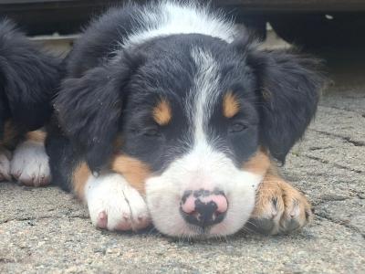 Very friendly Border Collie x Springer Spaniel puppies in Cork. Reared in family setting