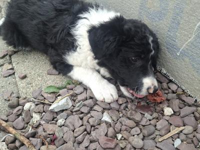 Very friendly Collie/Springer puppies reared in family setting
