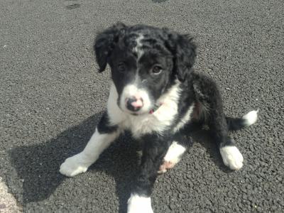 Very friendly Collie/Springer puppies reared in family setting
