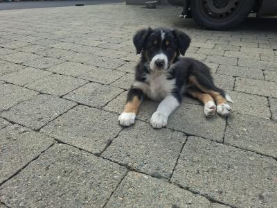 Very friendly Collie/Springer puppies reared in family setting