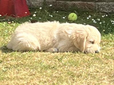 Gorgeous Golden Boy (On Hold)