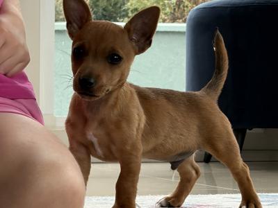 *last Pup* Stunning small breed Jack Russell puppies in Laois
