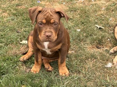 Classic Bully pups