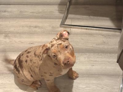 Classic Bully pups