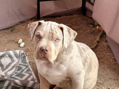 Classic Bully pups