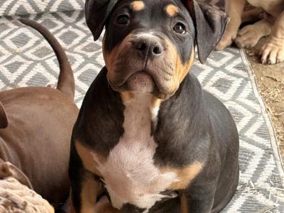 Classic Bully pups