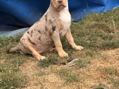Classic Bully pups