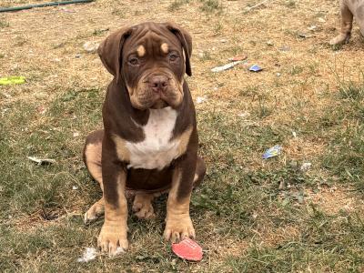 Classic Bully pups