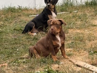 Classic Bully pups