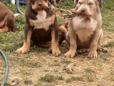 Classic Bully pups