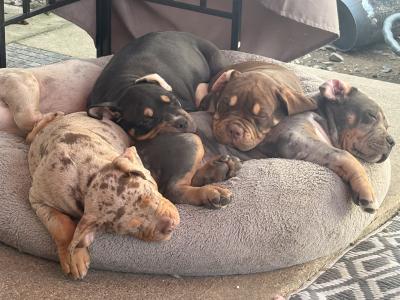 Classic Bully pups