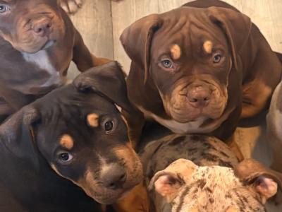 Classic Bully puppies in Carlow