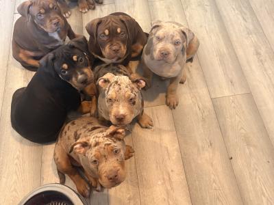 Classic Bully pups