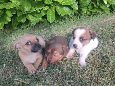 Beautiful Jack Russell puppies in Tipperary