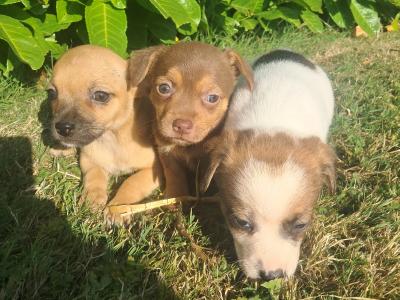 Beautiful Jack Russell puppies in Tipperary