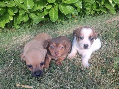 Beautiful Jack Russell puppies in Tipperary
