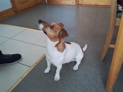 Good looking Jack Russell in Dublin